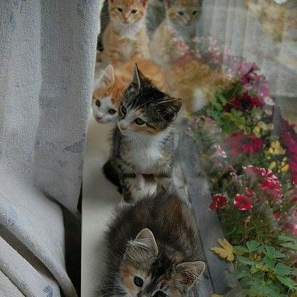 عشق ینی کنار من بمونی تا برنده بشم